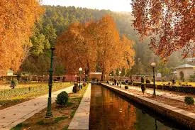 Pine Forests & Meadows of Verinag